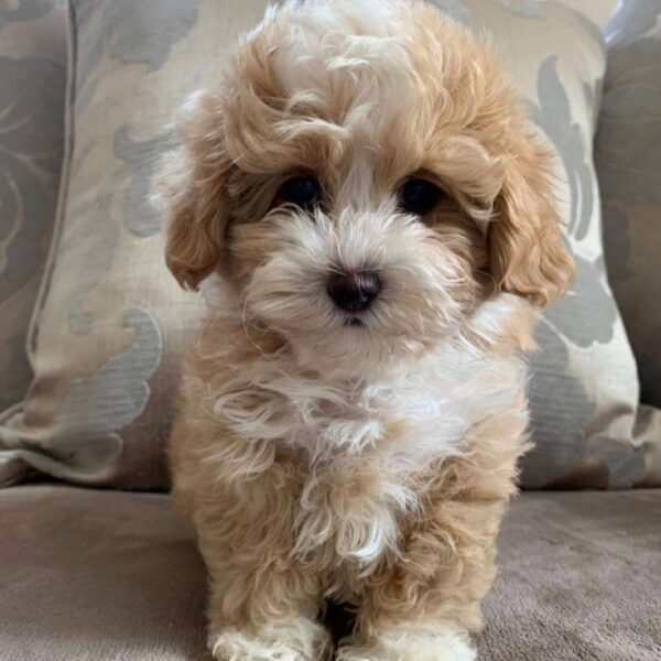 AKC Maltipoo puppies for sale