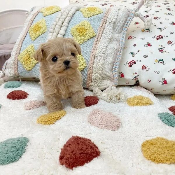 Maltipoo puppies for sale in Florida