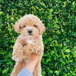 golden doodles for sale