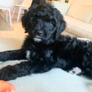 f1b goldendoodle puppies for sale near me