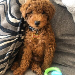 cream goldendoodle