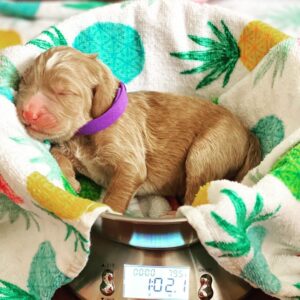 brown goldendoodle puppies for sale