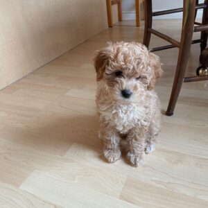 golden doodle white