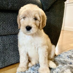 toy goldendoodle for sale