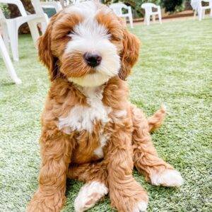 golden doodle for sale near me