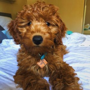 goldendoodle puppies nc