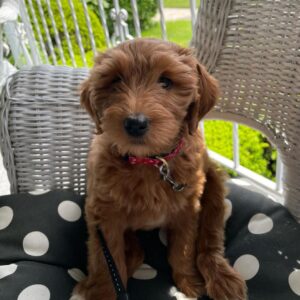 large goldendoodle puppies for sale