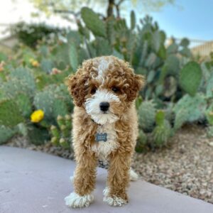 mini golden doodle for sale