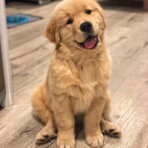 Golden retriever puppies for sale Maryland