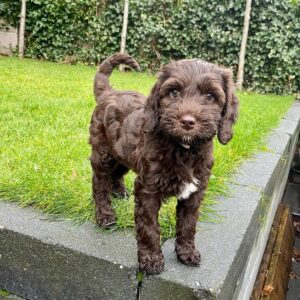 teddy bear goldendoodle