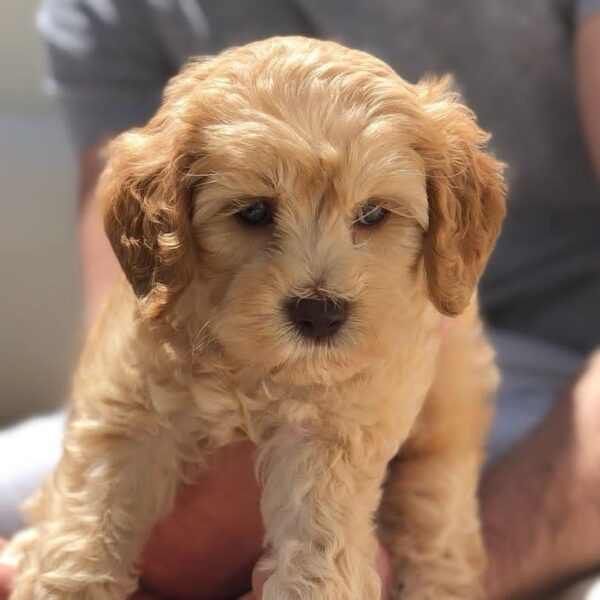 goldendoodle puppies for sale under $500