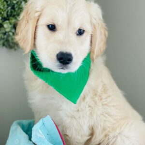 Golden retriever puppies near me for adoption