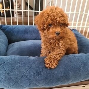 goldendoodle rescue puppies for sale