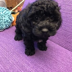 goldendoodle puppies for sale ct