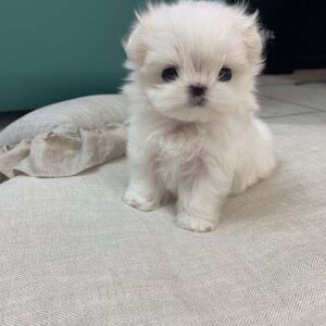 maltipoo puppies for sale in Florida $600
