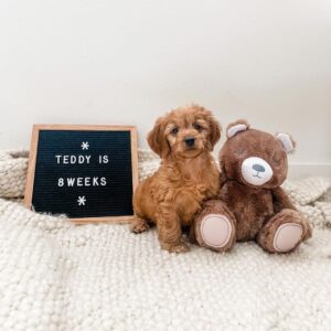 medium goldendoodle puppies for sale near me