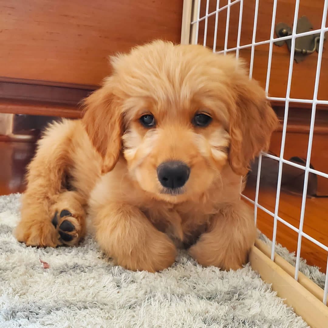 standard goldendoodle puppies for sale