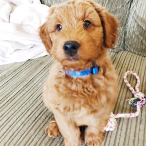 mini goldendoodle puppies for sale near me