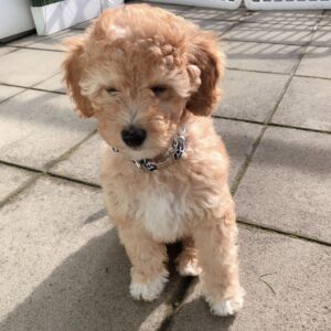 brown goldendoodle