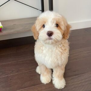 goldendoodle puppies near me