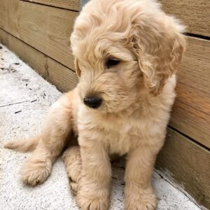 mini goldendoodle rescue