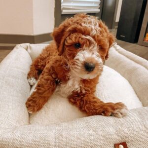 goldendoodles for sale in va